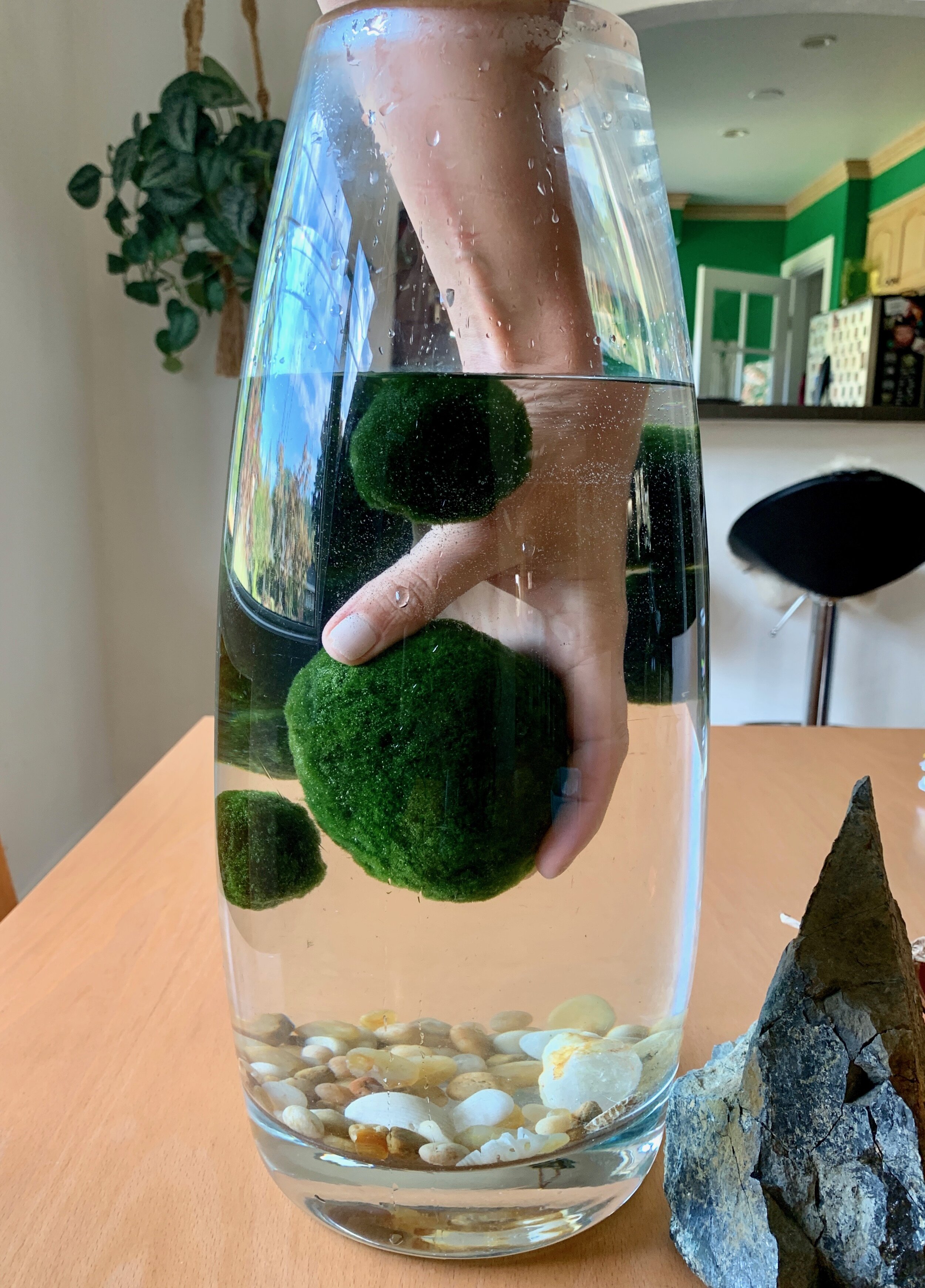 my new marimo moss balls! need advice :) : r/houseplants